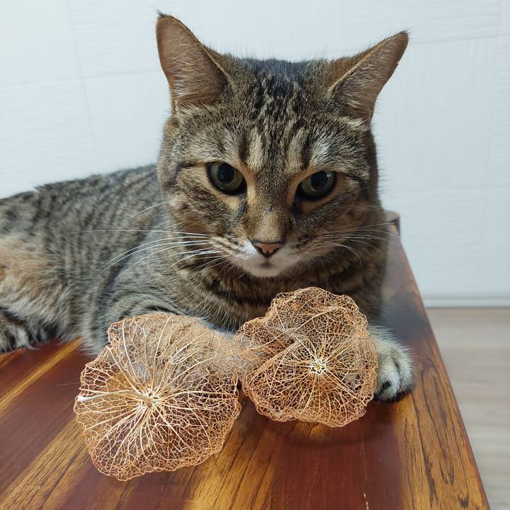 Adf5822c e831 4668 ab30 c849b612370a 1629749189797