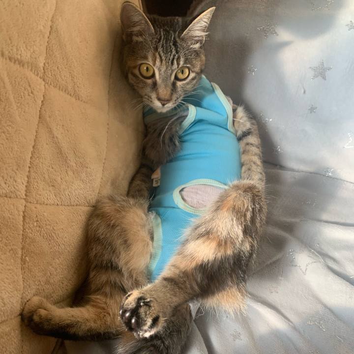 Adfc2672 3907 4b6d 9216 c508ed3a0547 1609032938338