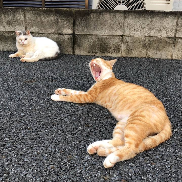 Adfccb5c 982d 4cef af8e d7f31983a24b 1563436762812