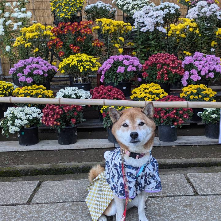 Adfd29c8 22f5 48bb b6b6 ade167788a1e 1732283841891