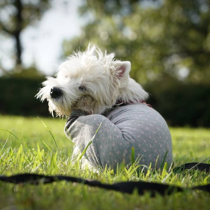 Adfe1405 a634 4740 af33 7f10db1c72bf 1536234915645