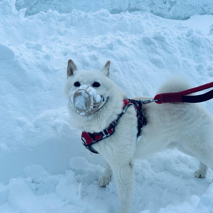 Adfe411a b685 4ba8 a639 08a07a5551db 1707605085711