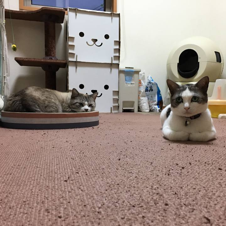 Ae01b541 037b 40fa a27d e91de69d408d 1509781961753