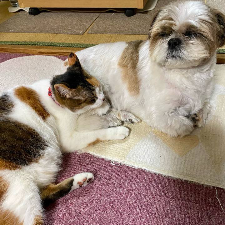 Ae0272de 1c02 4b10 be68 0c7c1e7a6c6d 1602926888546