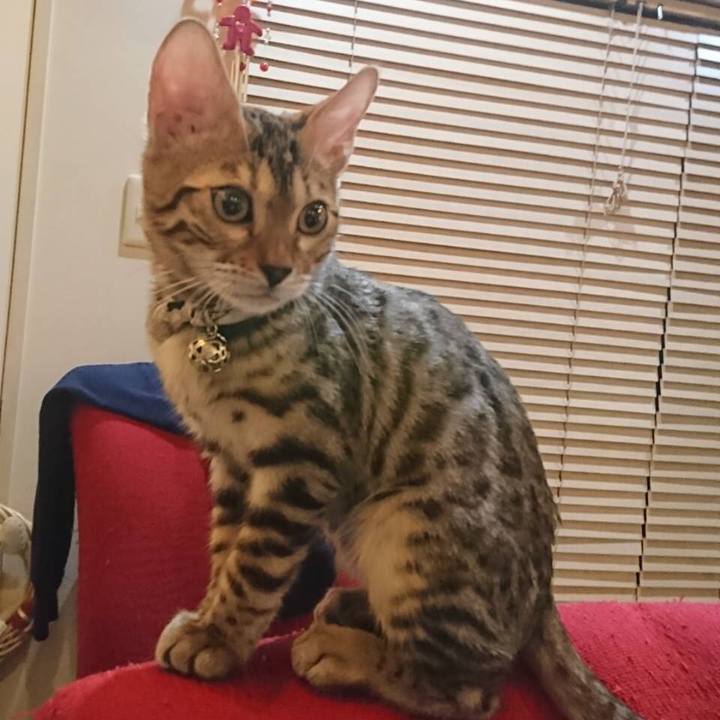 Ae04d386 8651 472e 8966 10f069cbd3d0 1581210387571