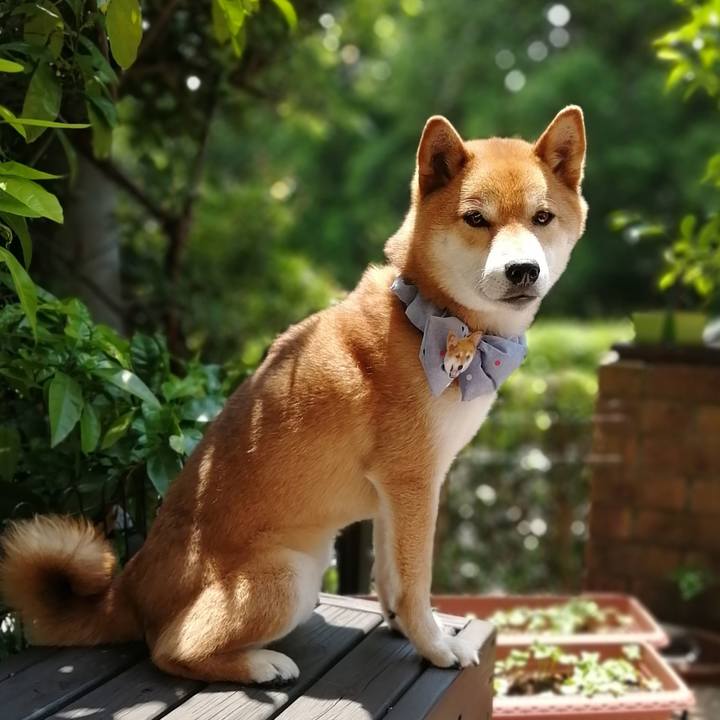 Ae0690f4 b5a2 48b5 884d c9c8d50d1d0f 1590805554203