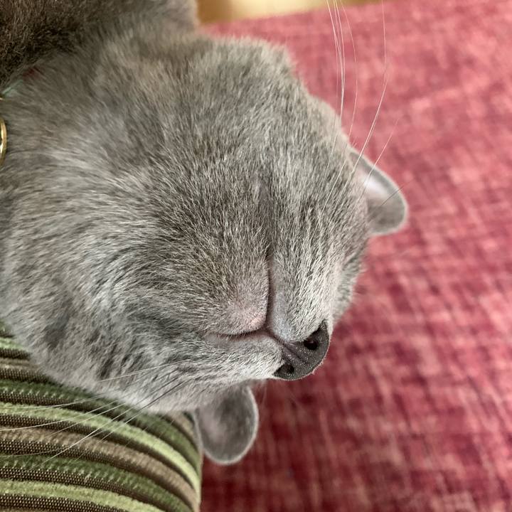 Ae0b56d9 208d 4d6e a7bd 29a258189ed1 1590657322535