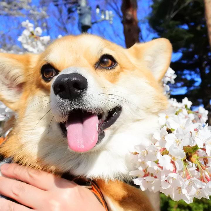 Ae0efab5 d3f0 4d98 a630 13ae61abb18b 1523178745036