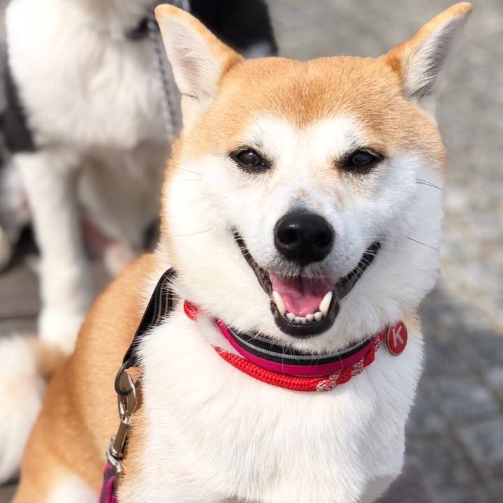 Ae1c25ff 12bd 4b50 abcf ed6042dccad3 1539756642125