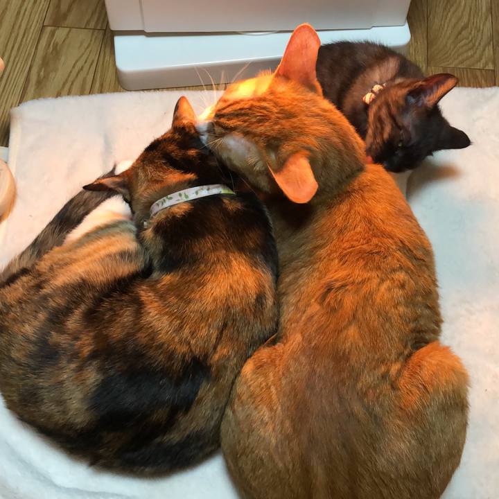 Ae1e0266 8855 4e6d 804b 8c462f994ca4 1608593669946