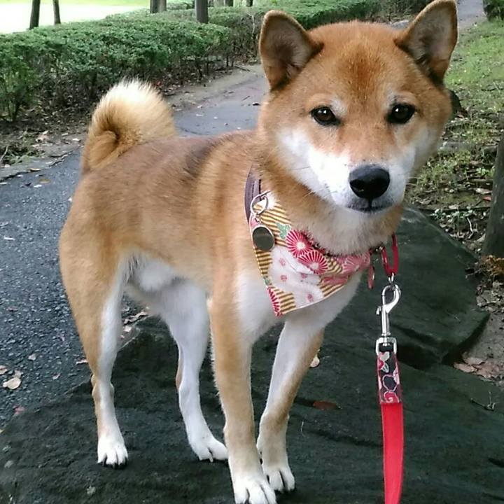 Ae2205ce e456 4ed8 8a3a b29c901c60e8 1537919773492