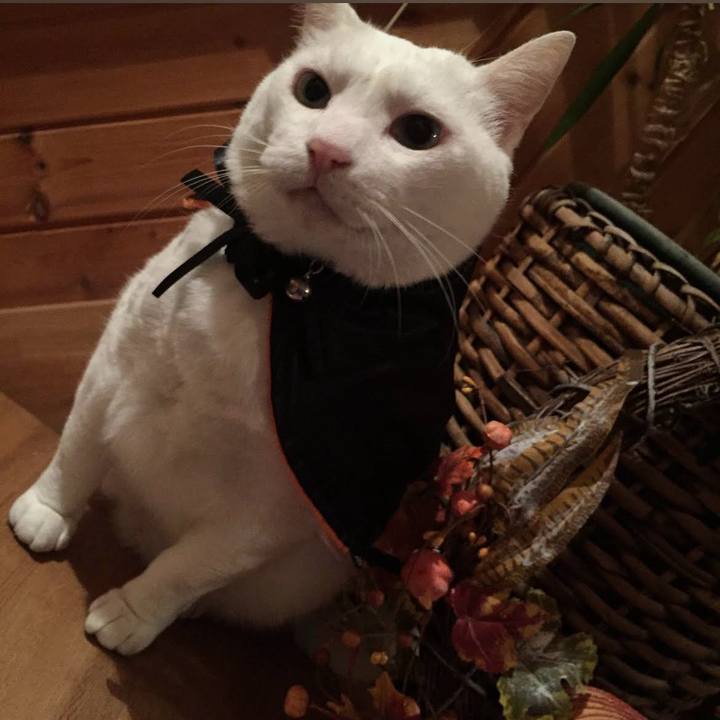 Ae272084 df90 4907 98a0 4f9bd27fff35 1761908963934