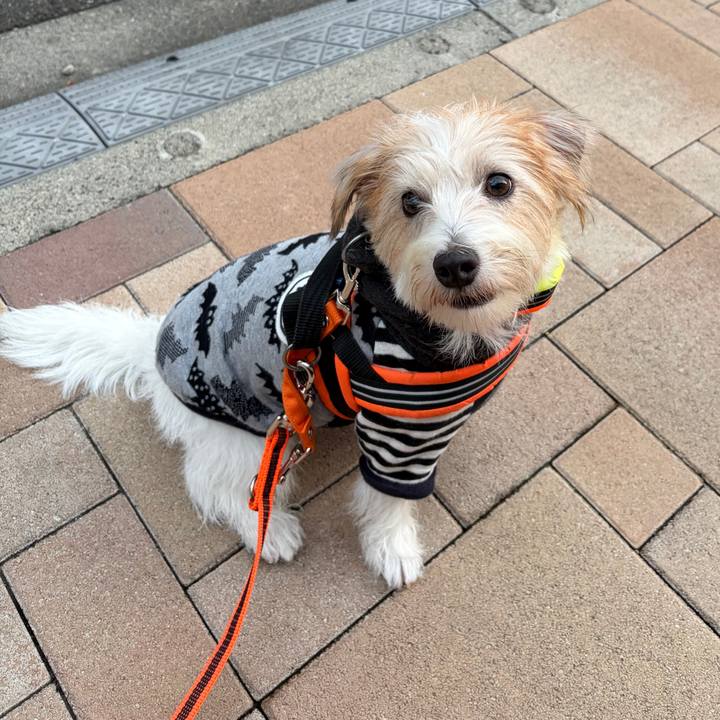 Ae2963d2 a51b 48d7 a0e0 c6259b5ac860 1761224329904