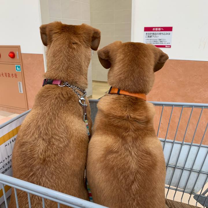 Ae305cc6 8c9c 445a a103 8dcd13ed570f 1570699390816