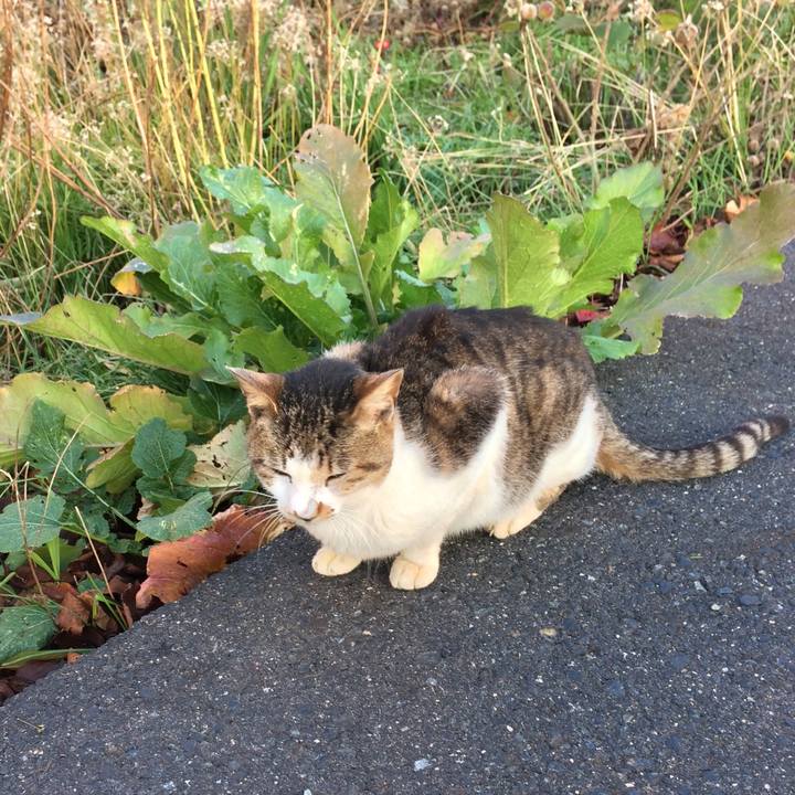 Ae3063d4 4107 4a90 8eb6 4236d107cd89 1511437300927