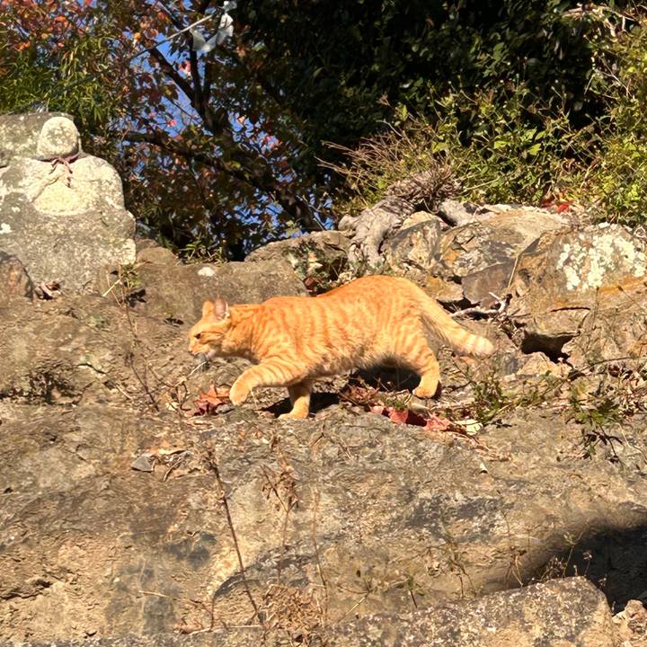 Ae30fac4 1da7 4581 a276 0f636f58ca73 1763768223840