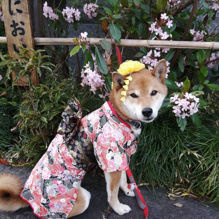 Ae32958a e598 4bc7 b42d fc3029b48760 1581080201208