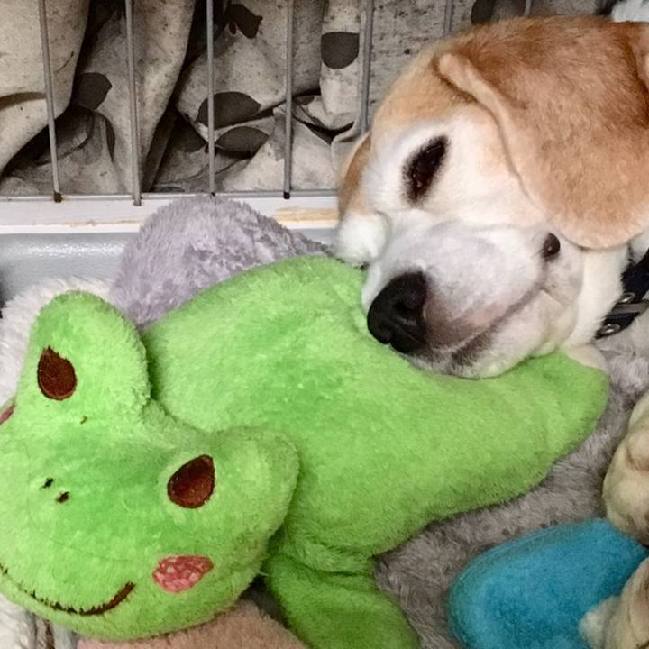 Ae3da416 a49f 4252 9d21 643c982e2238 1558324019372