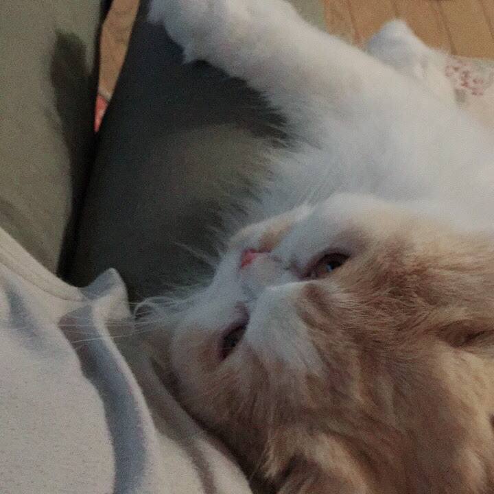 Ae436ca0 a6cc 4f79 b85b 7ce2cbb810e7 1542205128614