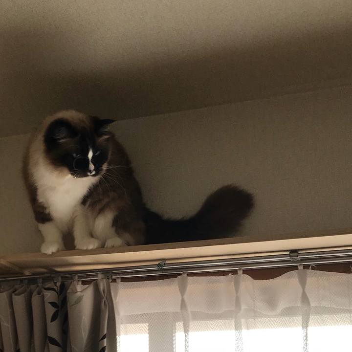 Ae4476d1 4fc1 4280 8265 ffc339e633c6 1526249438612