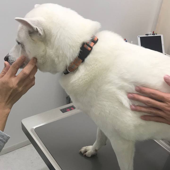 Ae451345 724d 4584 b921 a75499b7eb0c 1539600888435