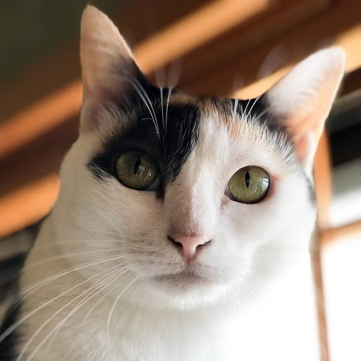 Ae454fac 3b8f 4ade be3d 0985b6671cea 1534559517436