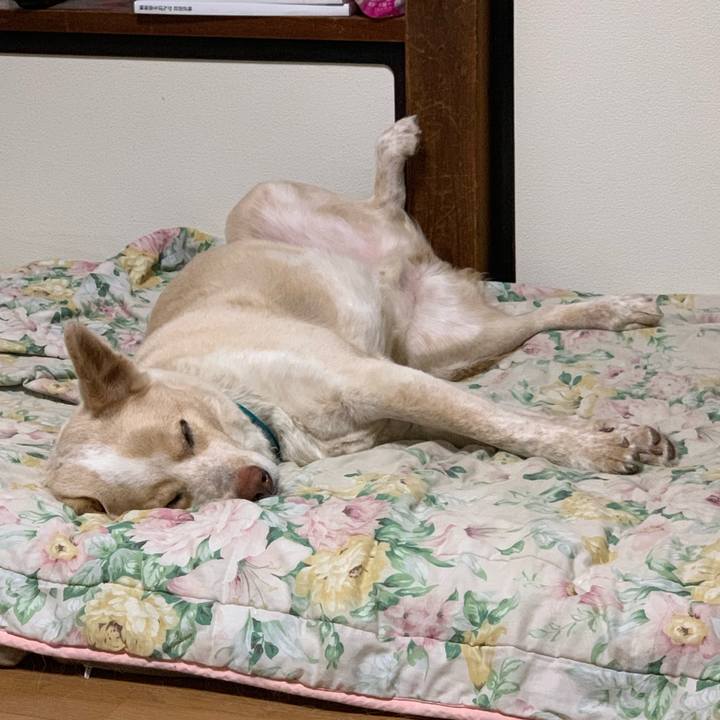 Ae4608e6 4c9d 4c6e a17b ff79a7c07cbb 1557927082126