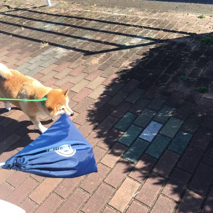 Ae48529c e565 41cc 910b 630d4a407c6f 1603693481380