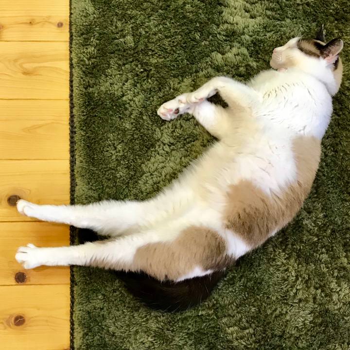 Ae4d21c9 c162 46b0 853b 8d6b4dcf878d 1536315951007