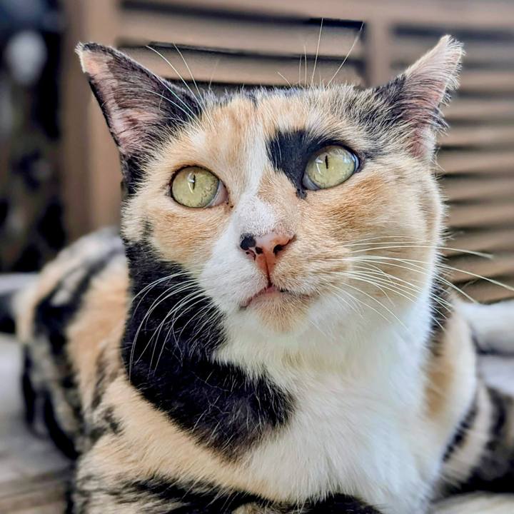 Ae4df210 892d 403a 9e42 9c601a417a0f 1758454186634