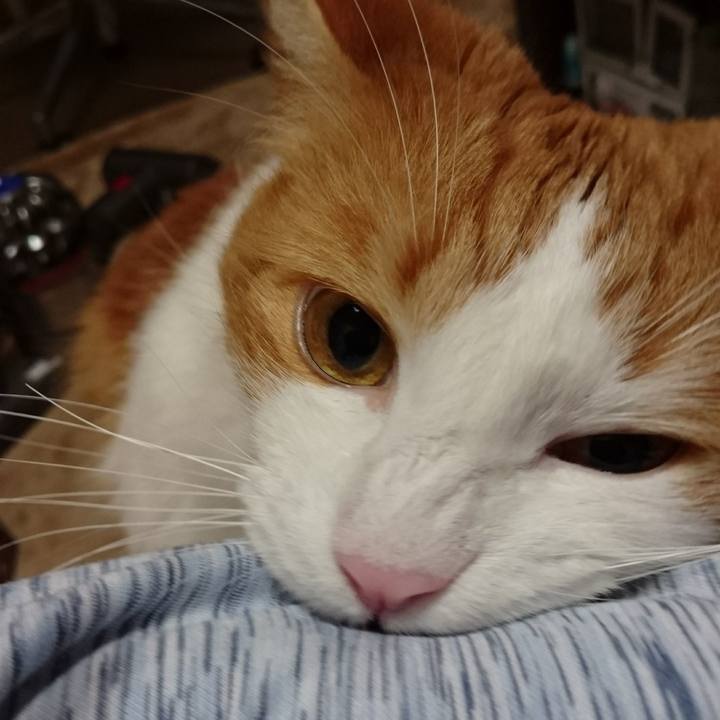 Ae4fbd9c 6ff0 43be 845b cdcf03af0777 1509102725336