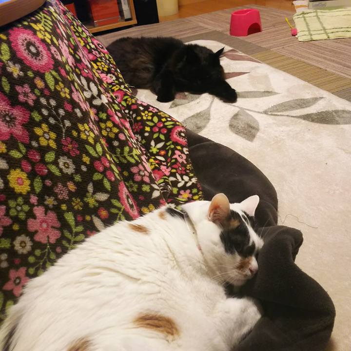 Ae54aa03 8ff5 4599 9224 5fdde0d01fa9 1549198527061