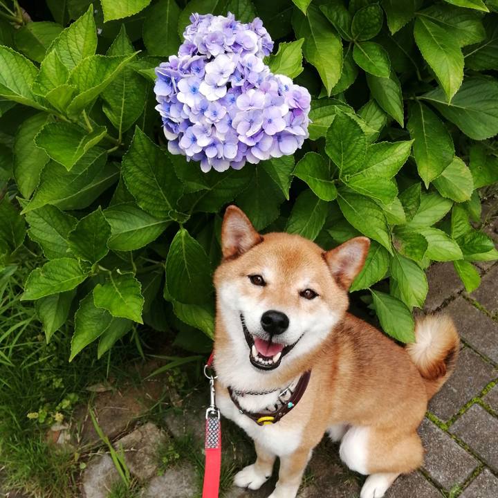 Ae54b49c 7c95 4ca6 a562 ccf547806f44 1596068856186