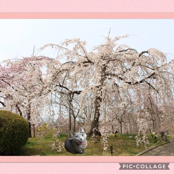 Ae5bee5a d6ce 4aef b399 229a8d4abef2 1553871186832