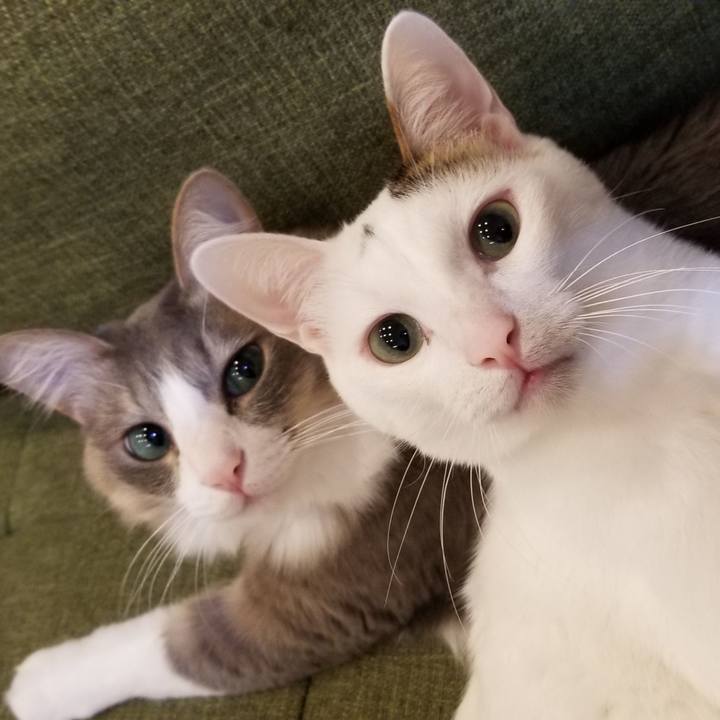 Ae5d4db4 ad90 4ccf 8761 ad356c7d2b1a 1582776264420