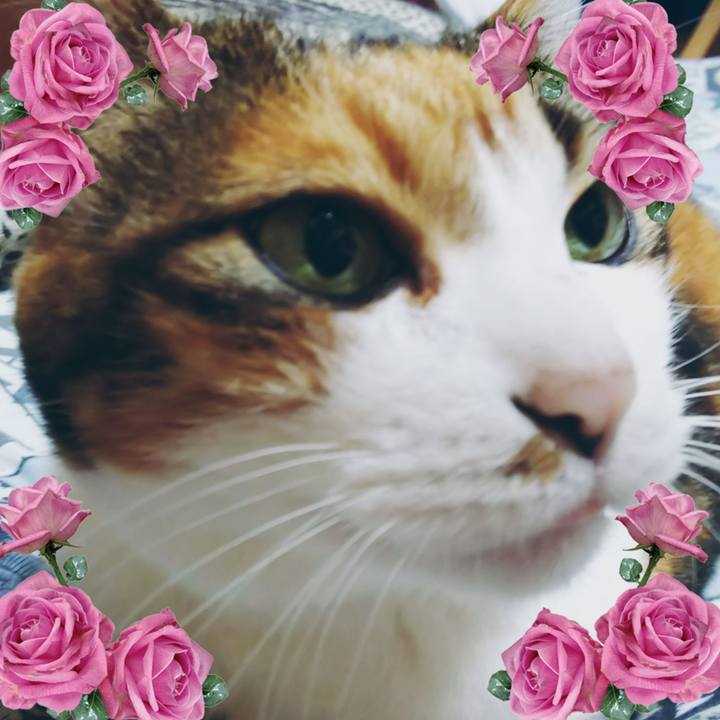 Ae5e2fef 7494 4de5 8d17 a48982113f04 1566011079394