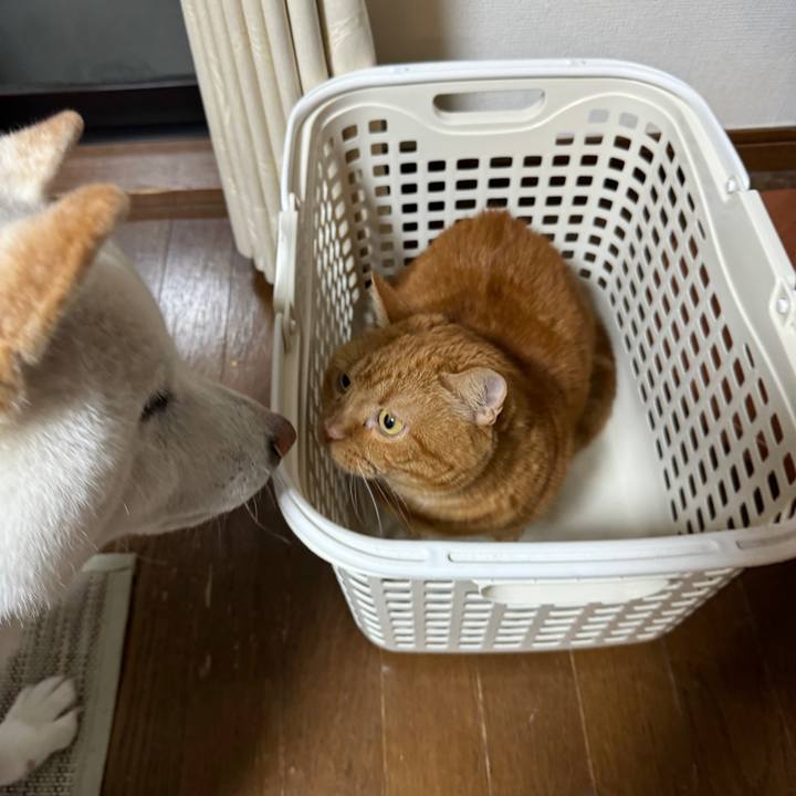 Ae6139b8 dce3 46dd b7dd c1c8d8740fb4 1730763775666