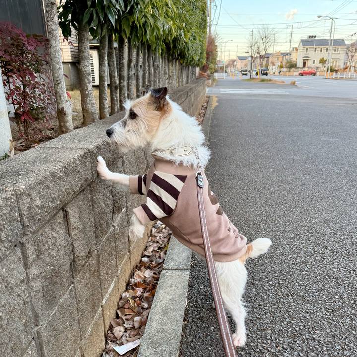 Ae619835 2e9a 4f40 8fdd 714a330da70e 1766899013844