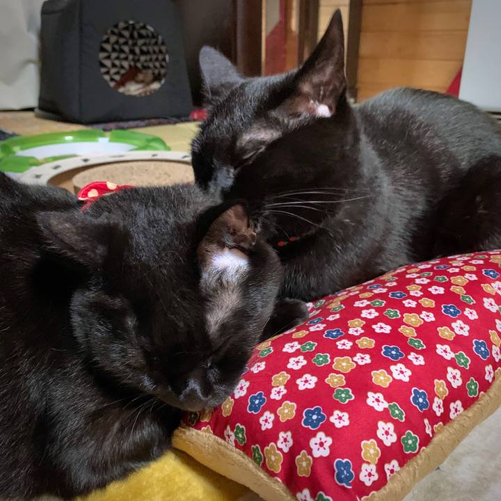 Ae636908 a20e 417c bb63 8d799d72d985 1573298979907