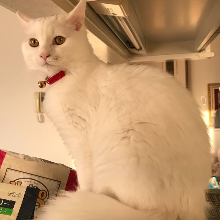 Ae638b4c 6446 4768 a729 4f9ca9f7a5ad 1513684317777