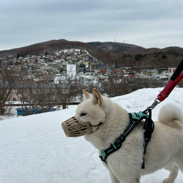 Ae682168 38c9 4613 a7f7 ea56244bc15f 1743034519885