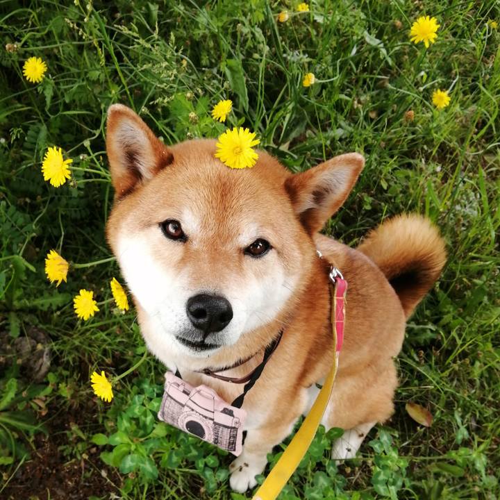 Ae68ce66 d58d 4057 9ebb 278a7b5ee807 1589005676229