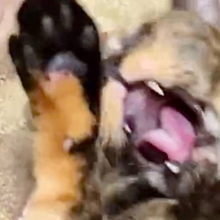 Ae68e011 eacc 4a2d 89f5 cca8c4389949 1731010548851