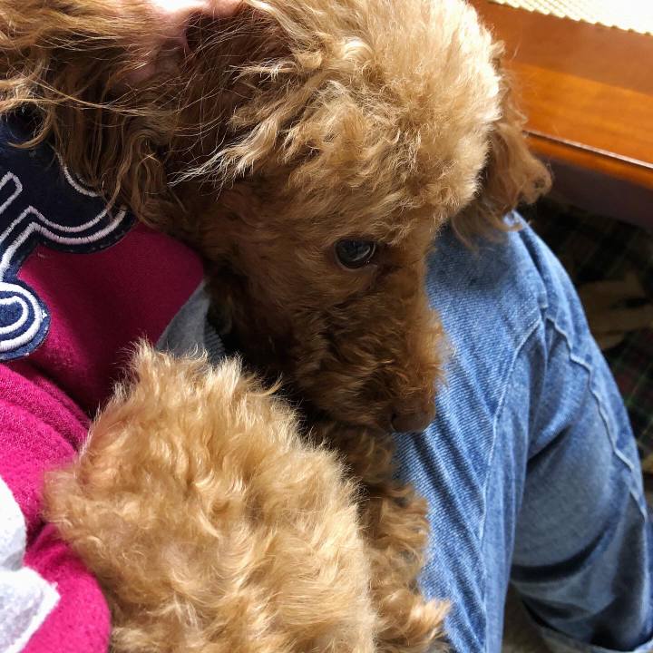 Ae696e33 fcf4 4e8c 9040 d7a161641671 1575884405516