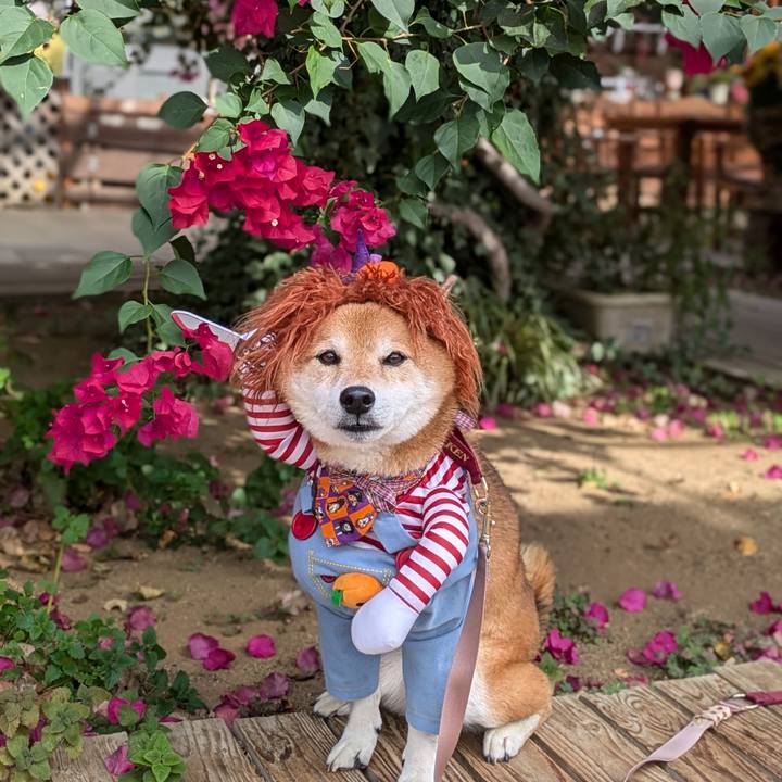 Ae6a229f 8211 4a16 9235 37ea2e0072cb 1730457967912