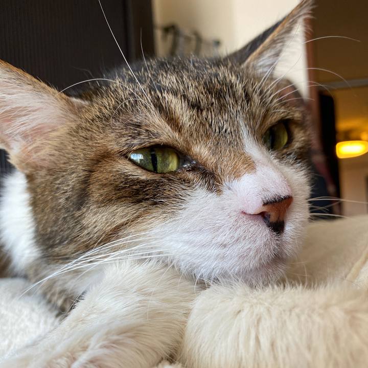 Ae6cb0e4 2ed8 4800 aded b81b342e3fac 1586069933971