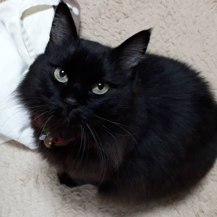 Ae6cf321 fd51 4a82 b04b c304a2e8bf3c 1542742187726