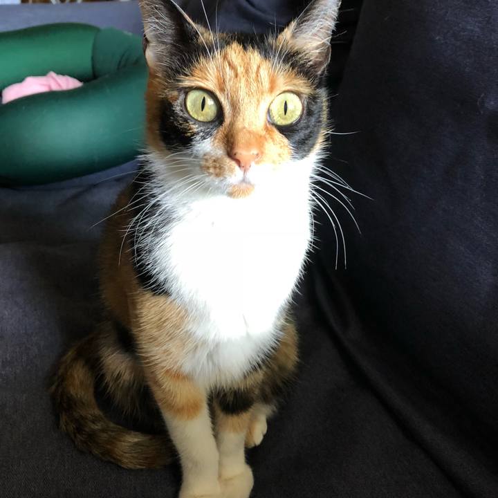 Ae74ce6a f405 44cf 9eaa 00b96a63ca8b 1533339826675