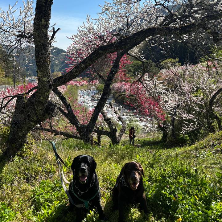 Ae74dd12 061f 497f a188 19813a04a34a 1777082864213