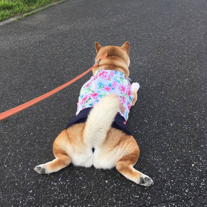 Ae77c055 e1f4 4bb0 b9b4 37684e3aaf8e 1565049203343